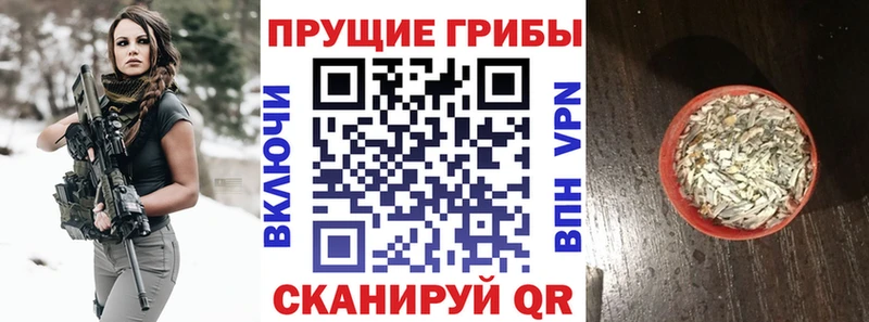 Купить закладки  Алексеевка  Псилоцибиновые грибы мицелий 